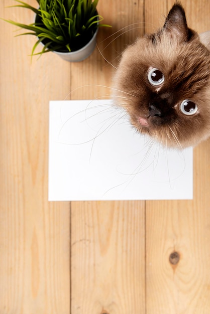 Carta bianca e vaso per piante con una faccia di gatto sul pavimento in legno