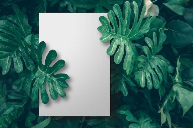 Carta bianca sullo sfondo delle foglie verdi tropicali