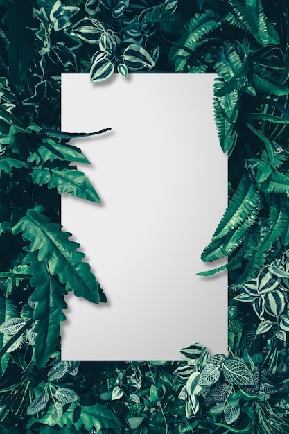 Carta bianca sullo sfondo delle foglie verdi tropicali