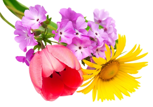 Carta con fiori. Fiori tulipani, margherite e primule isolati su sfondo bianco