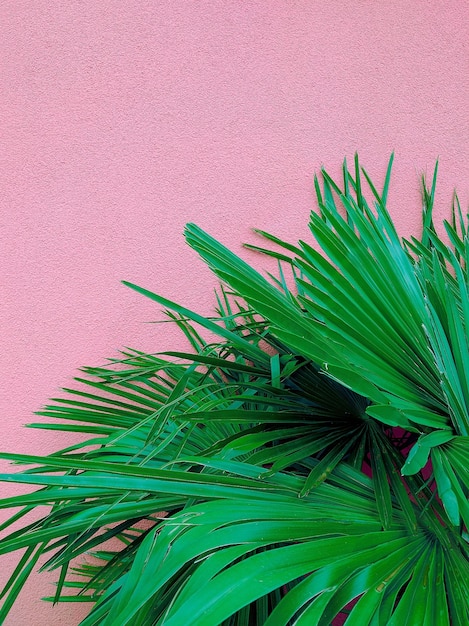 Carta da parati alla moda naturale Palm su parete rosa Estetica minimalista