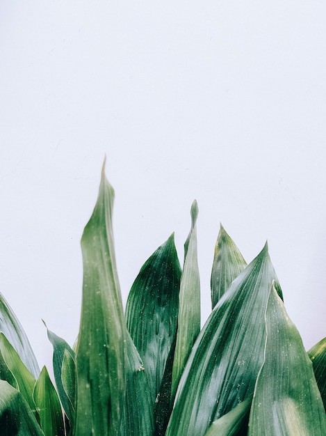 Carta da parati alla moda naturale Verde vegetale su parete bianca Estetica minimalista