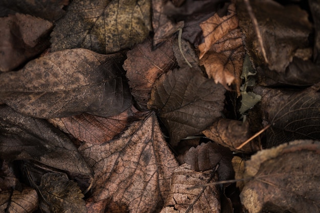 Carta da parati con foto di piante. vecchie foglie autunnali