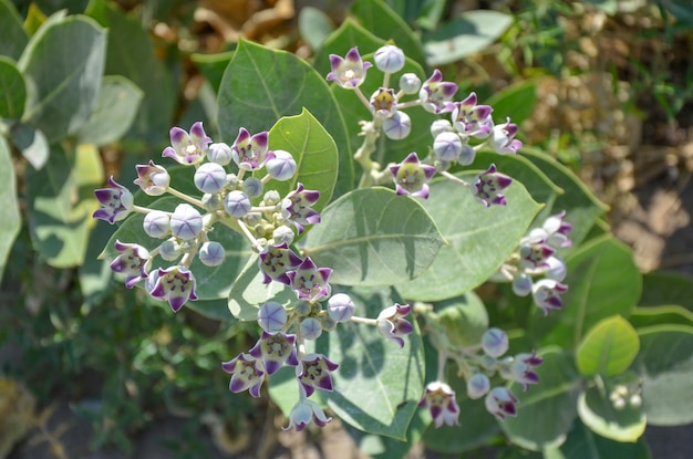 Carta da parati con struttura di sfondo verde