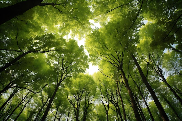 Carta da parati di sfondo con una foto di un paesaggio naturale di alberi