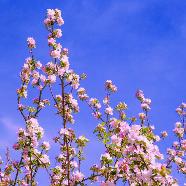 Carta da parati estetica della moda. Fiori rosa. Albero in fiore di ciliegio