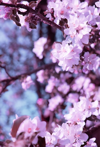 Carta da parati estetica della moda. Fiori rosa. Albero in fiore di ciliegio