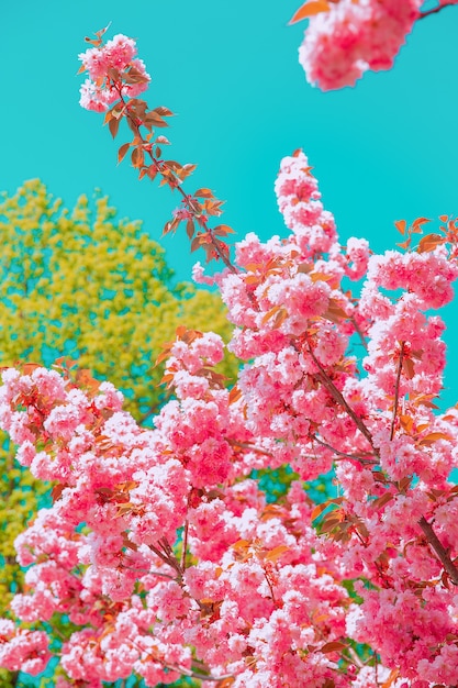 Carta da parati estetica della moda. Fiori rosa. albero in fiore di ciliegio