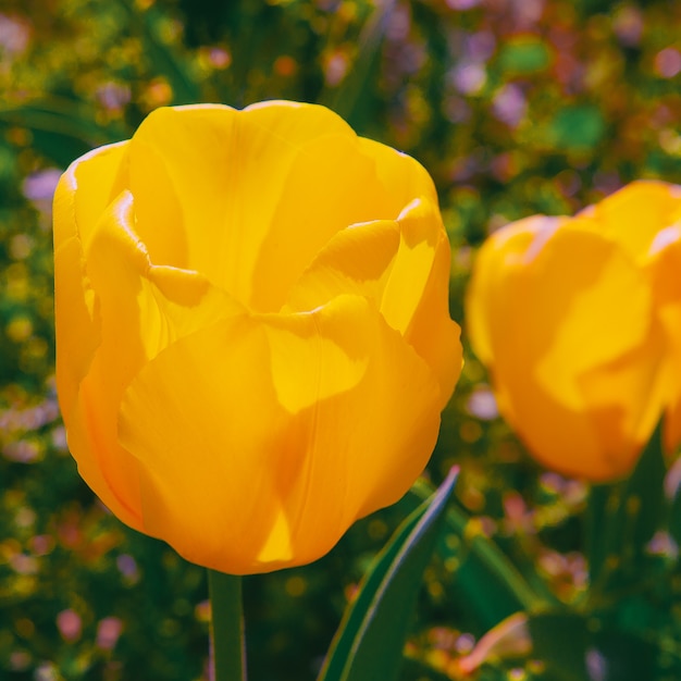 Carta da parati estetica della natura. Fondo giallo della fioritura del tulipano.