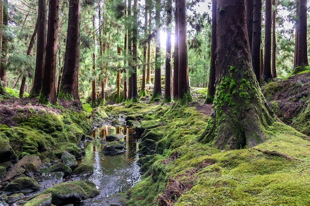 Carta da parati foresta e fiume con raggi di sole tra gli alberi