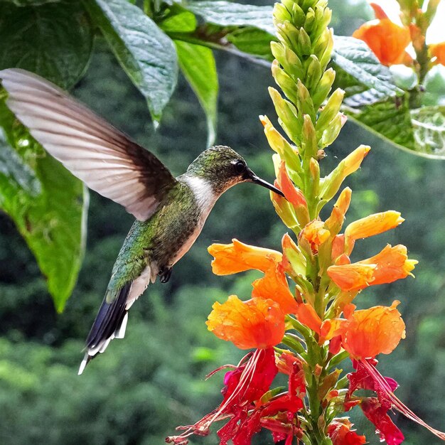 carta da parati per colibrì