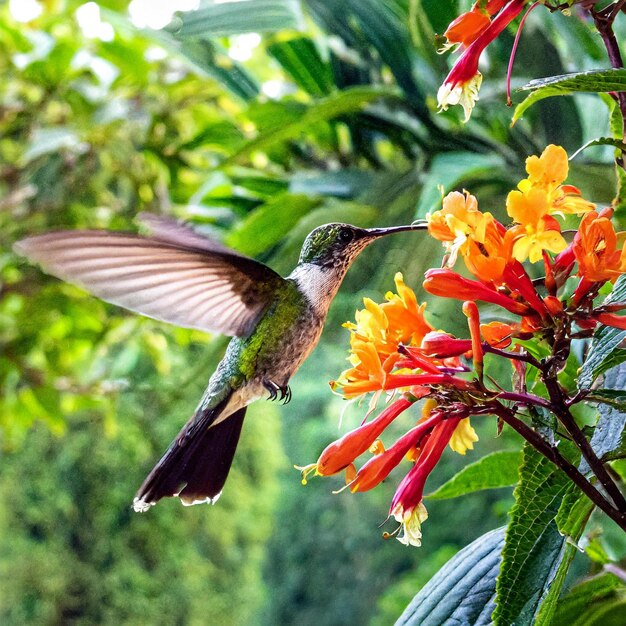 carta da parati per colibrì