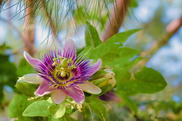 Carta da parati verde con fiore di passiflora