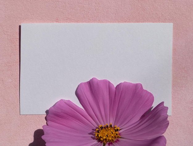 Carta per appunti con fiori di cosmea rosa su sfondo rosa Layout piatto