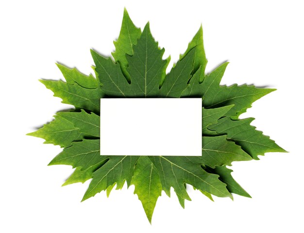 Carta sulla cornice di foglie verdi