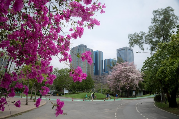 Carte magenta fiori e lago nel parco pubblico e grattacielo nel cuore della capitale di Bangkok, Thailandia