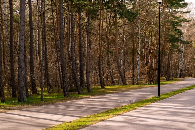 Cartello di condivisione della zona del percorso pedonale e ciclista nel parco pubblico Strada dipinta Asfalto Cartello per corsia ciclabile Segnale stradale di sicurezza bianco Pedone e bicicletta possono attraversare la strada qui sullo sfondo