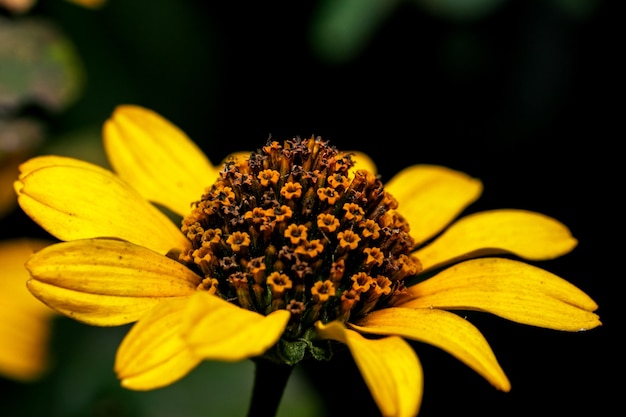 Cartolina d'arte fotografia macro fiore autunnale nei colori giallo e verde su sfondo scuro