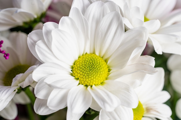 Cartolina d'auguri dal primo piano bianco dei crisantemi della molla tenera.