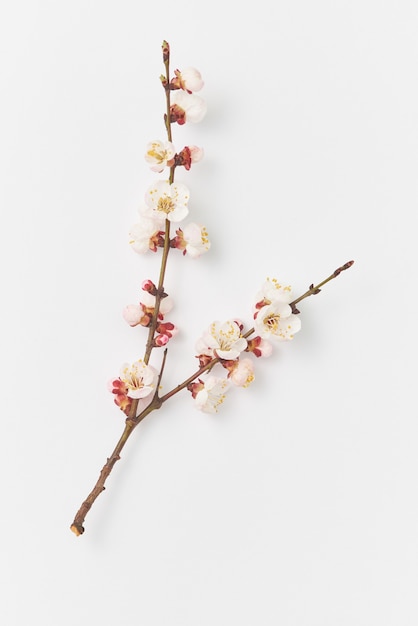 Cartolina d'auguri di primavera dal ramo fresco dell'albero di albicocca in fiore naturale