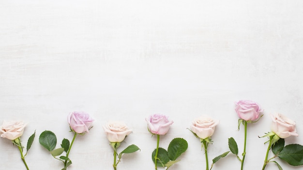 Cartolina d'auguri di San Valentino fiori. Cornice fatta di rosa rosa su sfondo grigio. Appartamento laico, vista dall'alto, copia dello spazio.