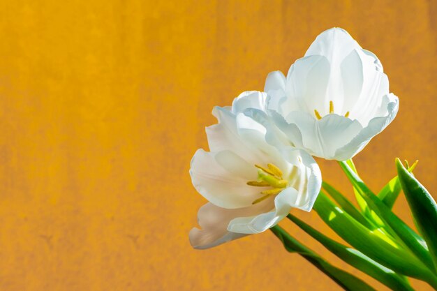 Cartolina d'auguri primaverile con fiori tulipani bianchi su sfondo arancione o giallo Il concetto di banner di femminilità tenerezza primaverile con spazio di copia