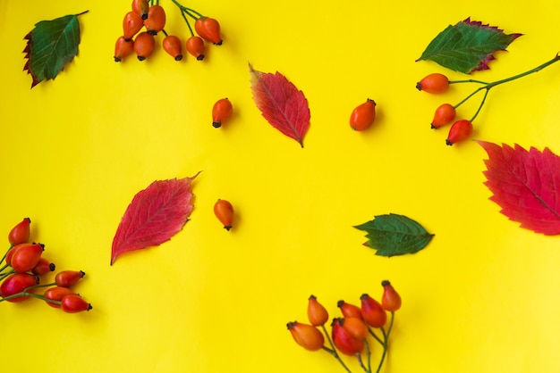 Cartolina d'autunno con cinorrodi, bacche blu e foglie su sfondo giallo. Disposizione piatta, layout
