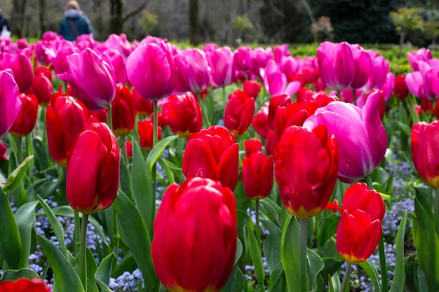 Cartolina della piantagione del fondo dei tulipani rossi e rosa
