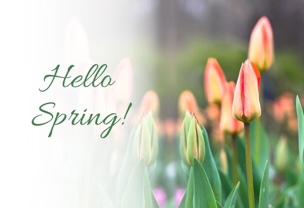 Cartolina di primavera con tulipani Cartolina Ciao primavera