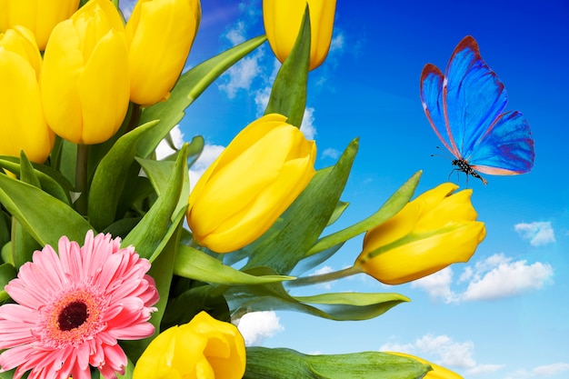 Cartolina estiva. tulipani gialli con farfalla blu contro il cielo blu con nuvole. Foto di alta qualità
