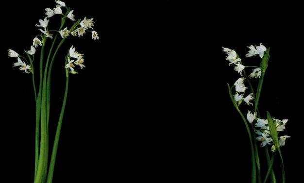 Cartolina piatta per il funerale della morte Fiori bianchi su sfondo nero