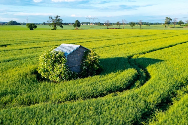 Casa abbandonata tra il paesaggio estivo del campo verde