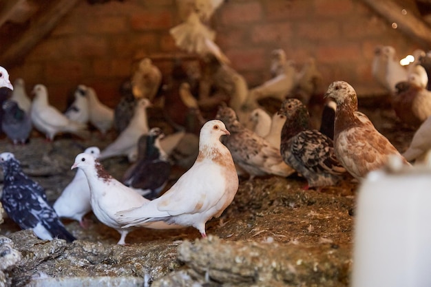 Casa calda per uccelli Allevamento di piccioni di razza in cortile privato Hobby per l'anima Dieta carne Naturecore concetto di vita pastorale rurale Spazio di copia Foto di alta qualità