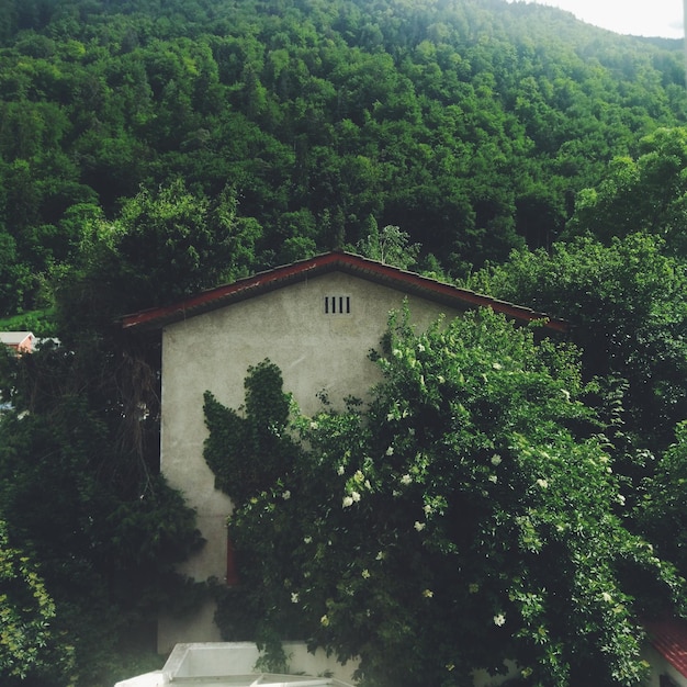 Casa circondata da alberi