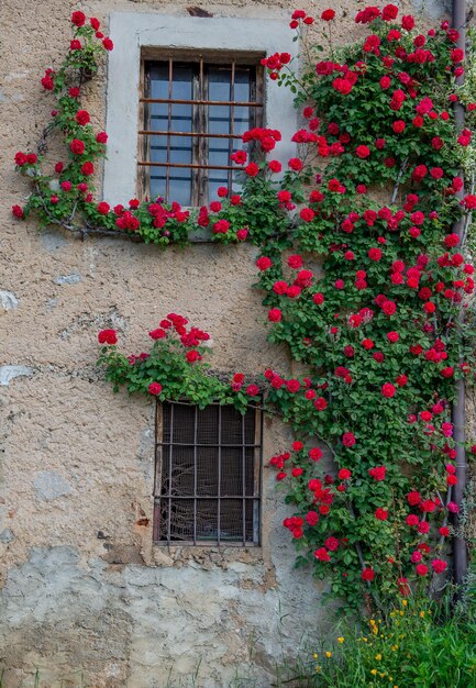 Casa con rose