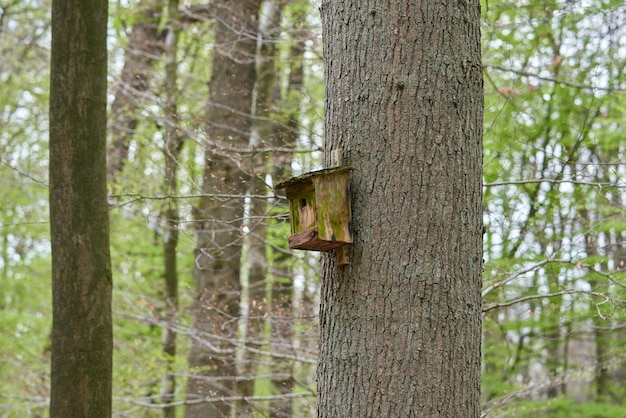 Casa degli uccelli sull'albero in estate