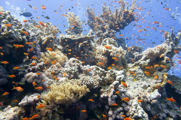 Casa dei coralli del Mar Rosso per il paesaggio sottomarino dei pesci