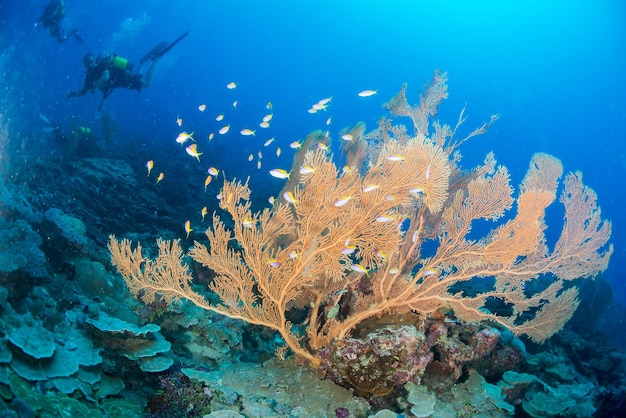 Casa dei coralli delle Maldive per i pesci