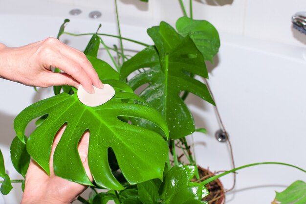 Casa di giardinaggio. La donna innaffia e lava le piante verdi nel bagno domestico.