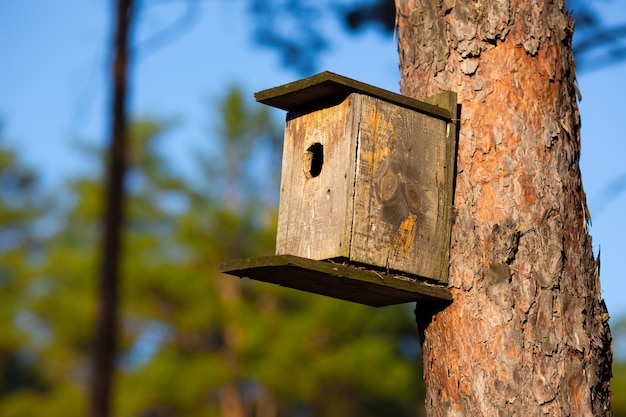 Casa di storno nella foresta