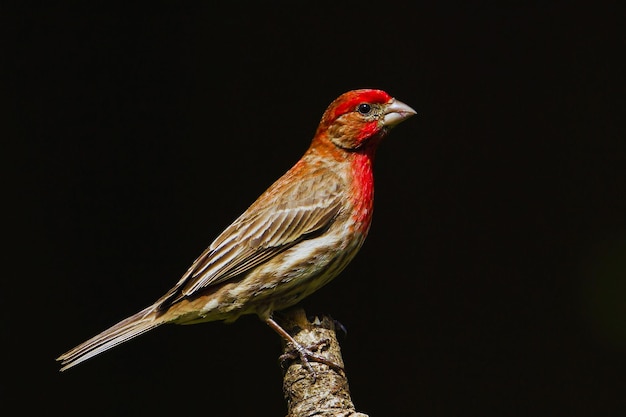 Casa Finch stock photo Animale Fauna selvatica Animali allo stato selvatico Uccelli