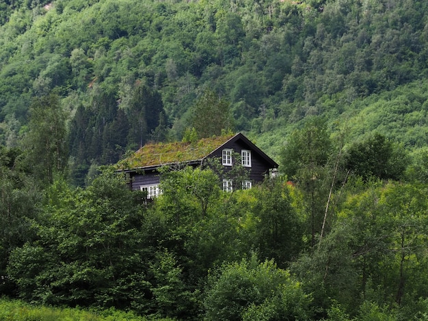 Casa nella foresta, in montagna con piante sul tetto.