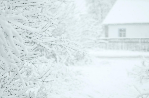 Casa nella foresta invernale delle fate della neve