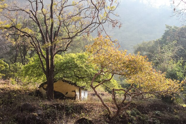 Casa nelle montagne himalayane vicino a Rishikesh India