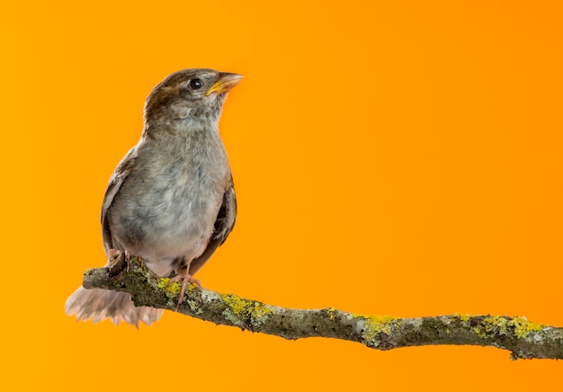 Casa Passero, Passer domesticus, appollaiato su un ramo davanti a uno sfondo arancione