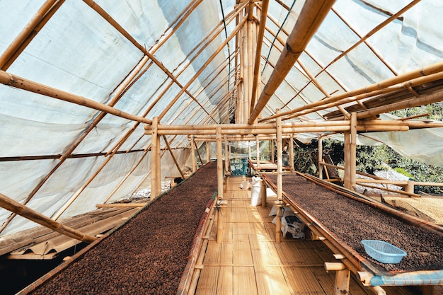 Casa per l'essiccazione del caffè, i chicchi di caffè naturali vengono essiccati nella serra. Caffè pergamena