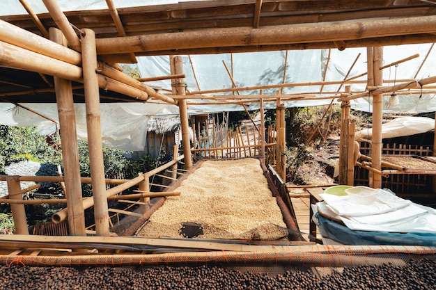 Casa per l'essiccazione del caffè, i chicchi di caffè naturali vengono essiccati nella serra. Caffè pergamena