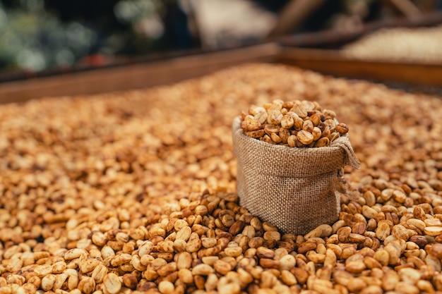 Casa per l'essiccazione del caffè, i chicchi di caffè naturali vengono essiccati nella serra. Caffè pergamena