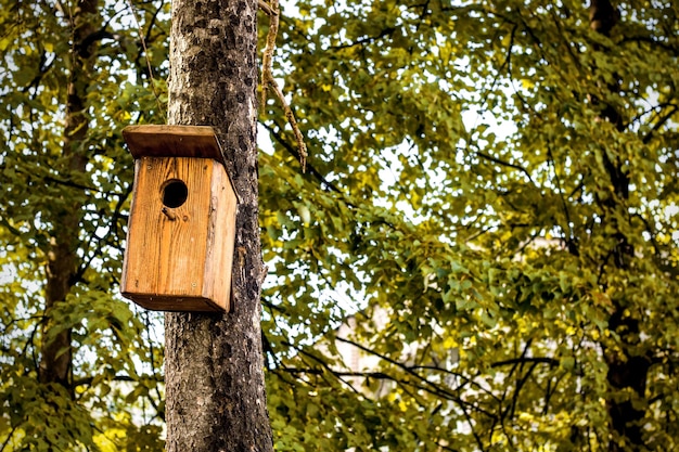 Casa per uccelli su un albero nel parco