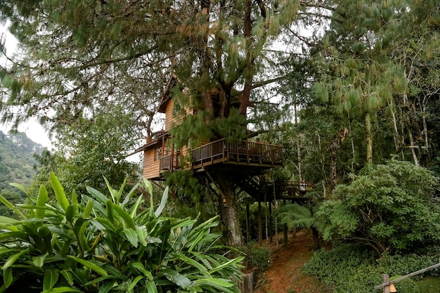 Casa sull'albero in legno in cima alle montagne bellissima con lo sfondo della natura